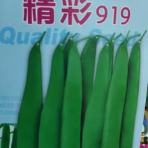 四季豆种子精彩919，耐热早熟、嫩荚深绿，果顺直