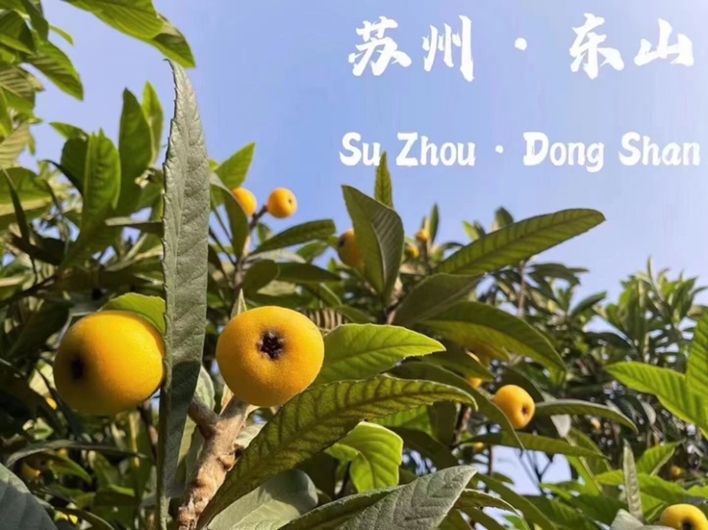 苏州东山白玉枇杷