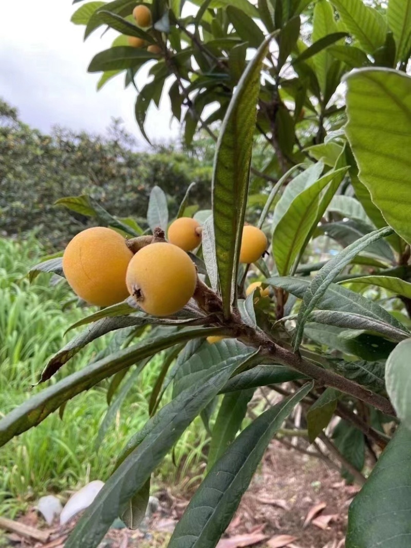 苏州东山白玉枇杷