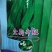 四季豆种子豆角精彩919，耐热早熟、嫩荚深绿，