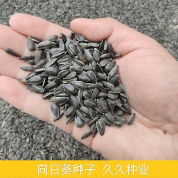 油葵种子高产食用阳台盆栽室外庭院四季种易活矮向日葵