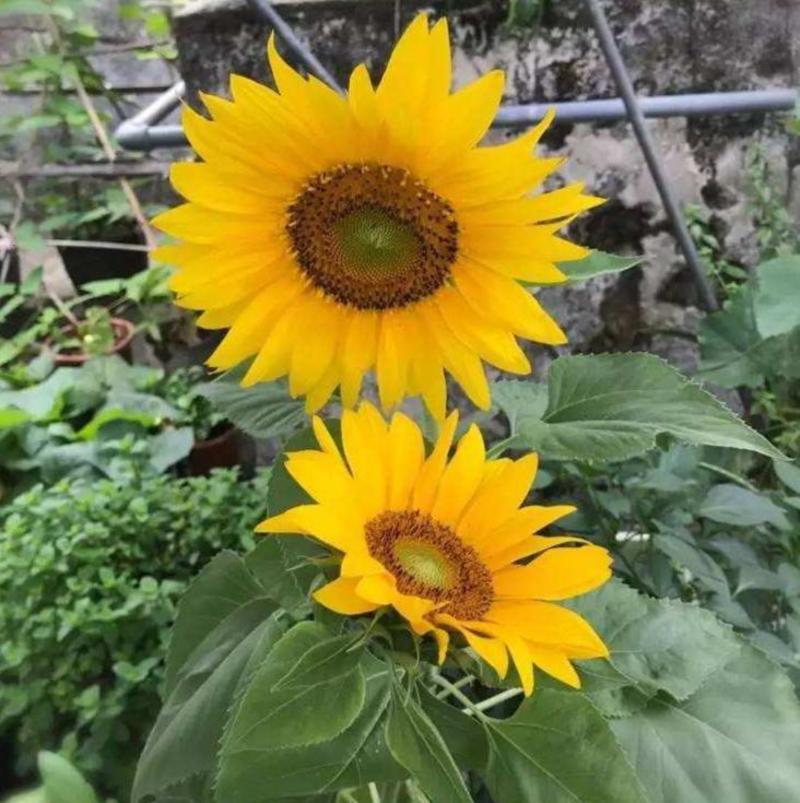 观赏向日葵种子高产食用阳台盆栽室外庭院四季种易活矮向日葵