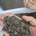 油葵种子高产食用阳台盆栽室外庭院四季种易活矮向日葵