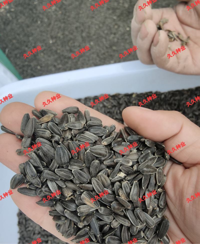 油葵种子高产食用阳台盆栽室外庭院四季种易活矮向日葵