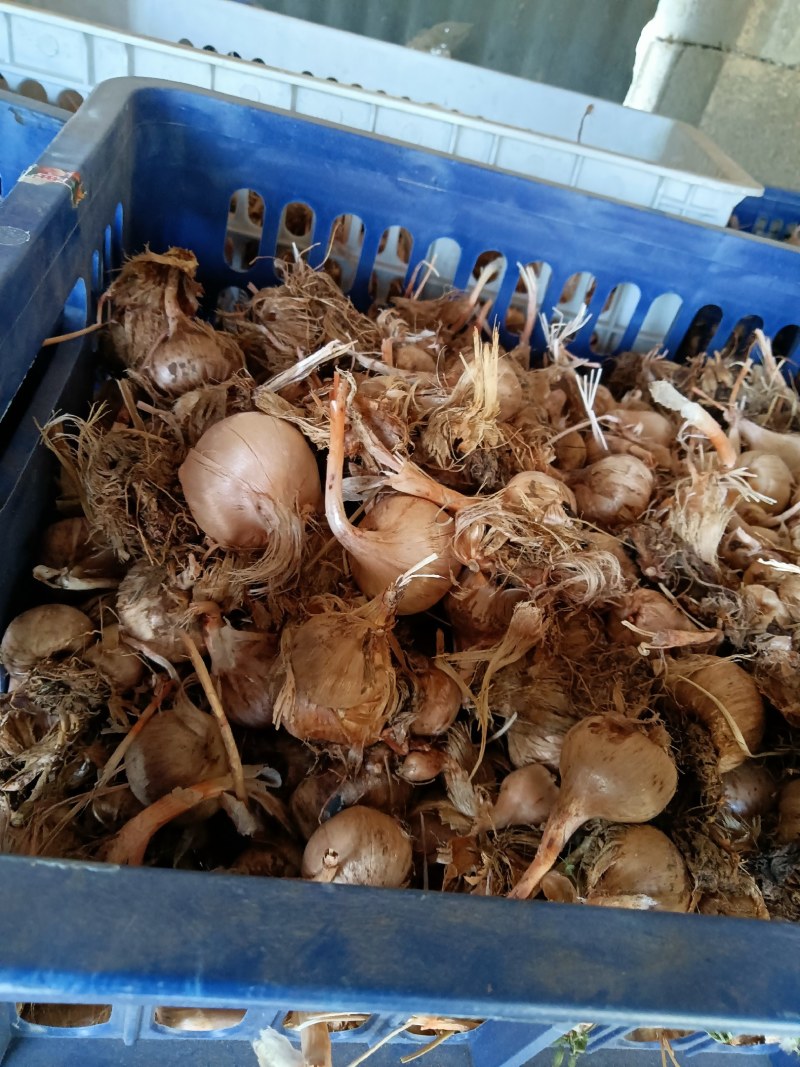 藏红花种球，自家种植，优质种球，包发芽，成活率高
