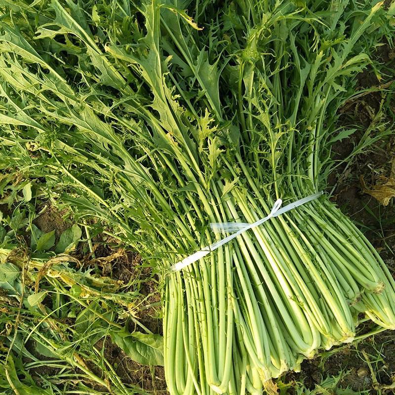雪里红种子雪里红小细叶雪菜咸菜籽四季青蔬菜种子阳台庭院种