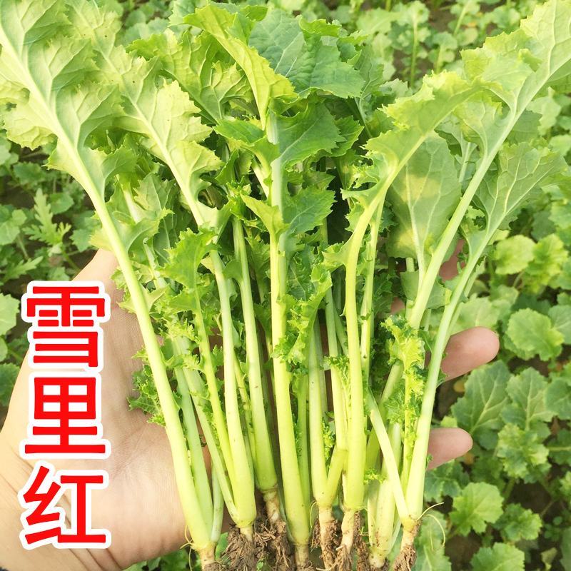 雪里红种子雪里红小细叶雪菜咸菜籽四季青蔬菜种子阳台庭院种