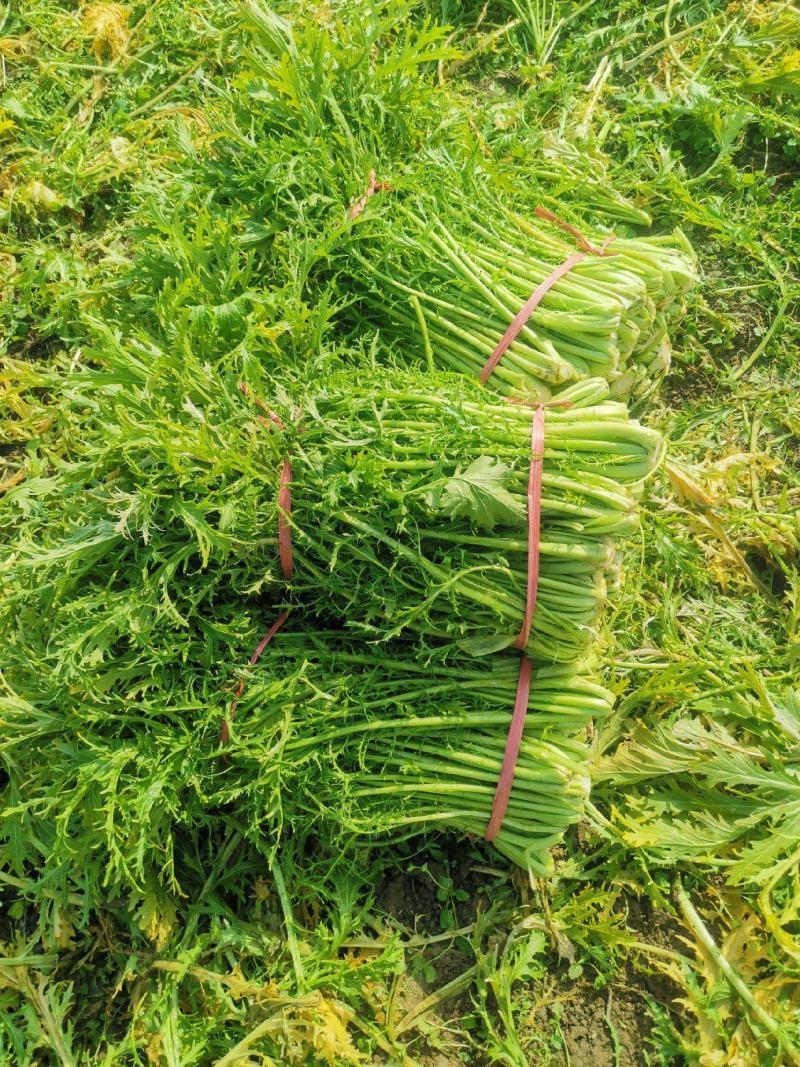 雪里红种子雪里红小细叶雪菜咸菜籽四季青蔬菜种子阳台庭院种
