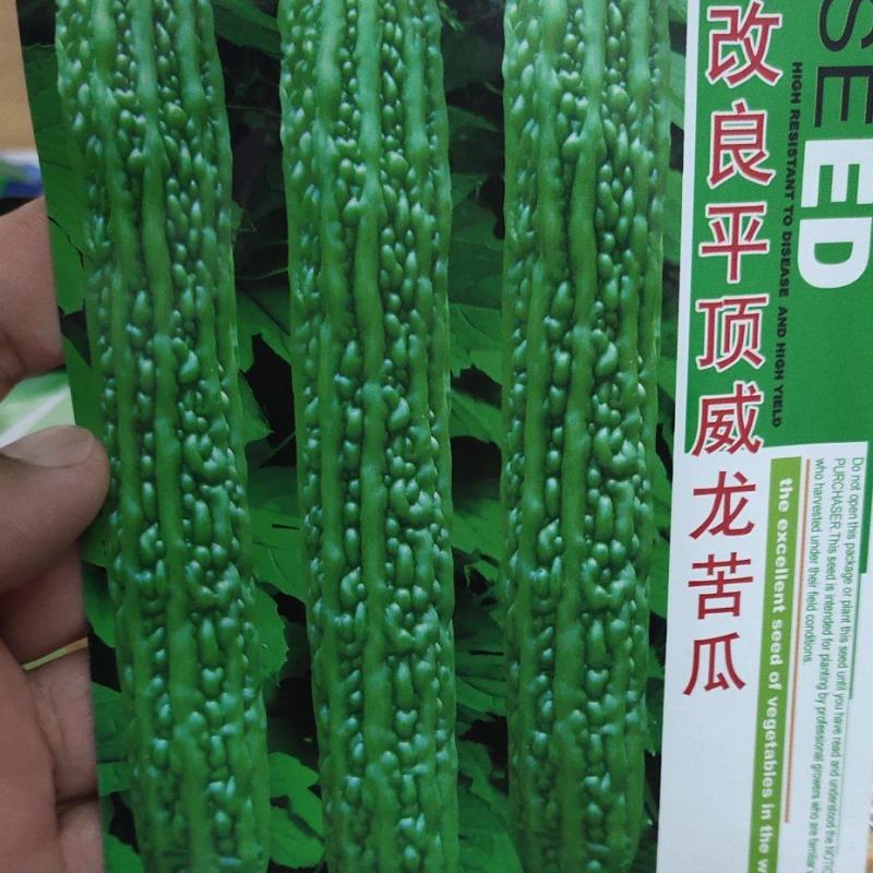 苦瓜种子改良平顶威龙苦瓜果肉厚，果腔小，