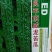 苦瓜种子改良平顶威龙苦瓜果肉厚，果腔小，