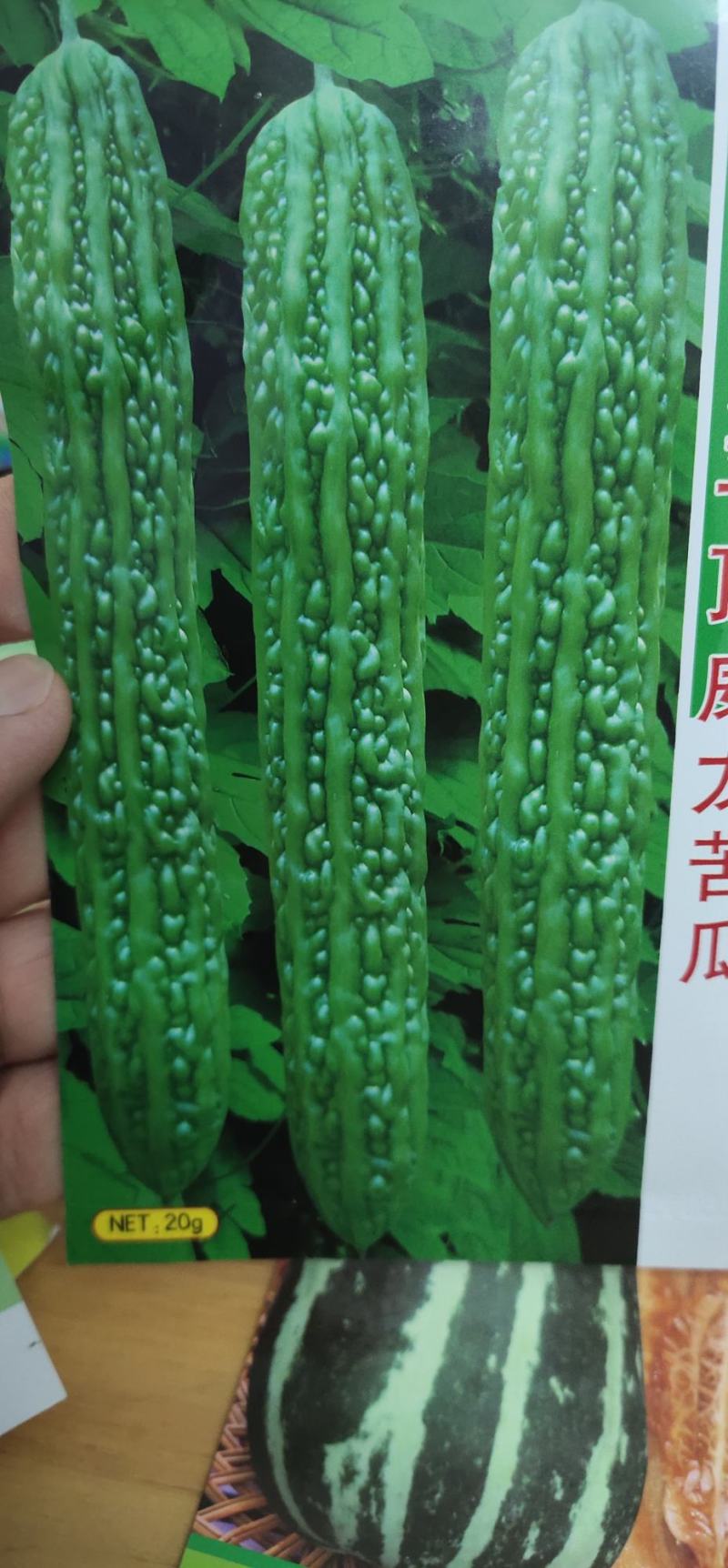 苦瓜种子改良平顶威龙苦瓜果肉厚，果腔小，