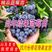 甜心蓝莓树苗新品种兔眼蓝莓苗盆栽地栽南北方种植当年结果