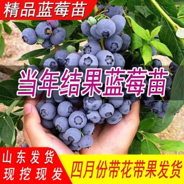 新品种蓝莓苗薄雾绿宝石杜克奥尼尔大果蓝莓苗可签合同