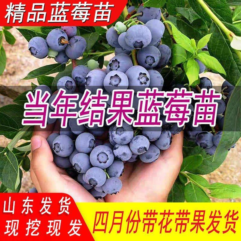 新品种蓝莓苗薄雾绿宝石杜克奥尼尔大果蓝莓苗可签合同