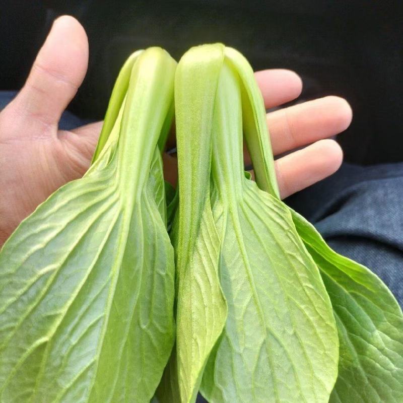 产地一手货源直发精品大棚小颗油菜上海青保证质量