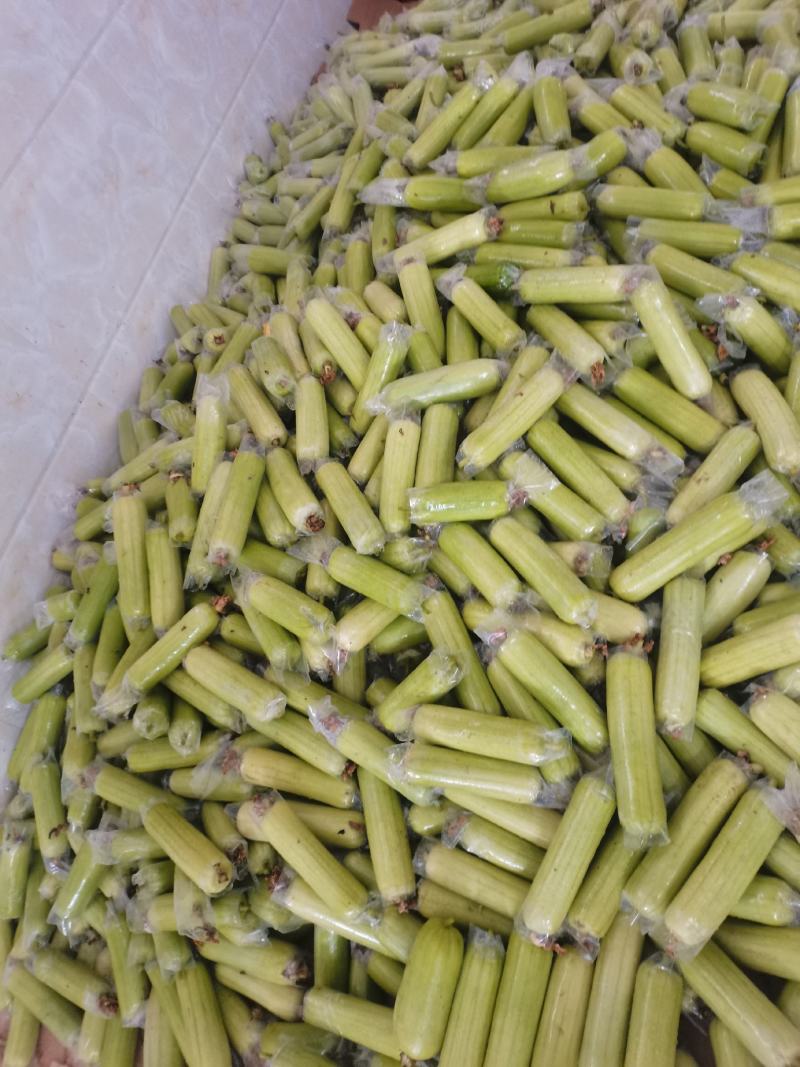 白玉丝瓜奶油丝瓜肉丝瓜上市质量杠杠的