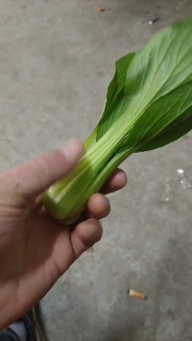 产地一手货源直发精品大棚小颗油菜上海青保证质量