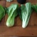 产地一手货源直发精品大棚小颗油菜上海青保证质量
