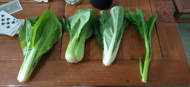 产地一手货源直发精品大棚小颗油菜上海青保证质量