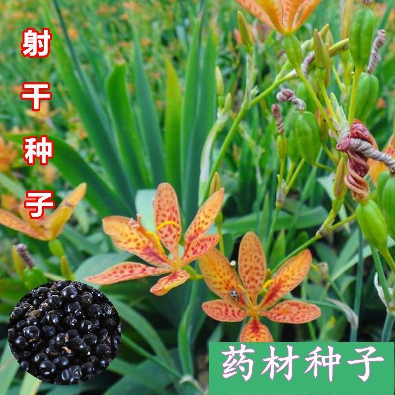 新产射干种子中药材种子射干籽射干花种籽四季可播种可做花卉