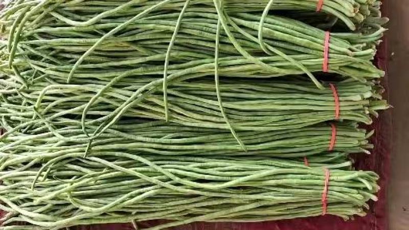 【豆角】大量豆角，产地直销，一手货源，现摘现收，无中间商