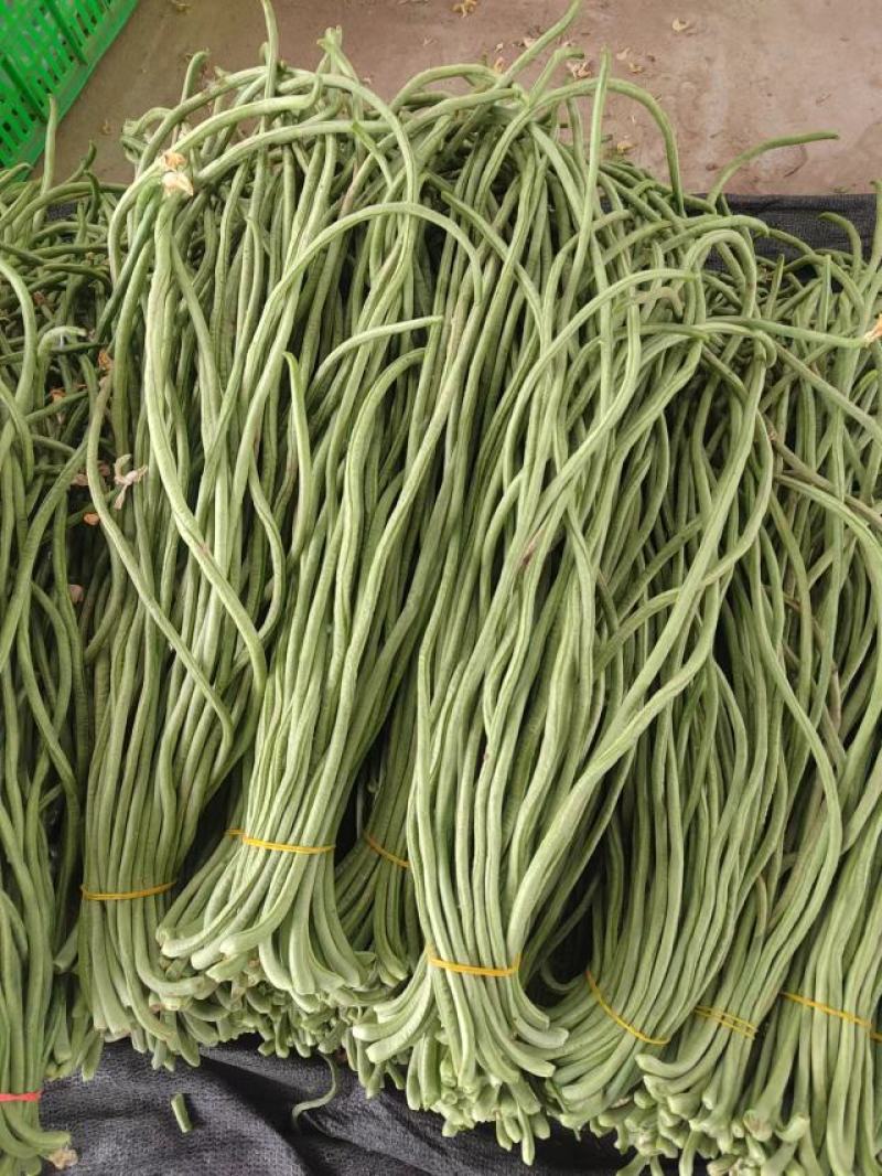 【豆角】大量豆角，产地直销，一手货源，现摘现收，无中间商