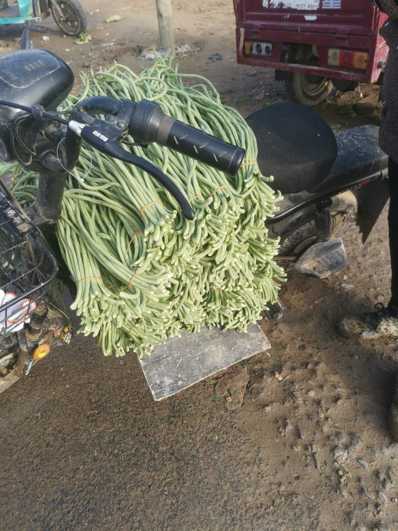 【豆角】大量豆角，产地直销，一手货源，现摘现收，无中间商