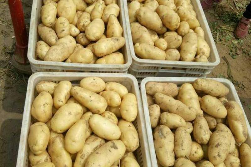 山东荷兰十五土豆优质土豆山东土豆规格齐全价格便宜