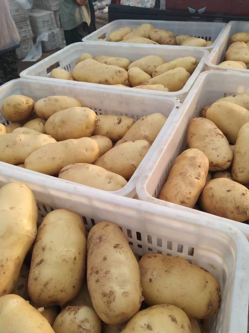 山东荷兰十五土豆优质土豆山东土豆规格齐全价格便宜