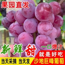 【一件代发】河北巨峰葡萄新鲜汁多酸甜孕妇水果整箱果园发