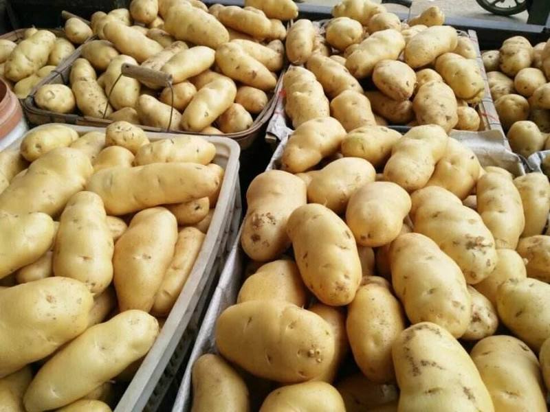 荷兰十五土豆山东土豆规格齐全价格便宜大量现货