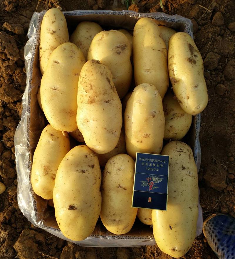 荷兰十五土豆山东土豆规格齐全价格便宜大量现货