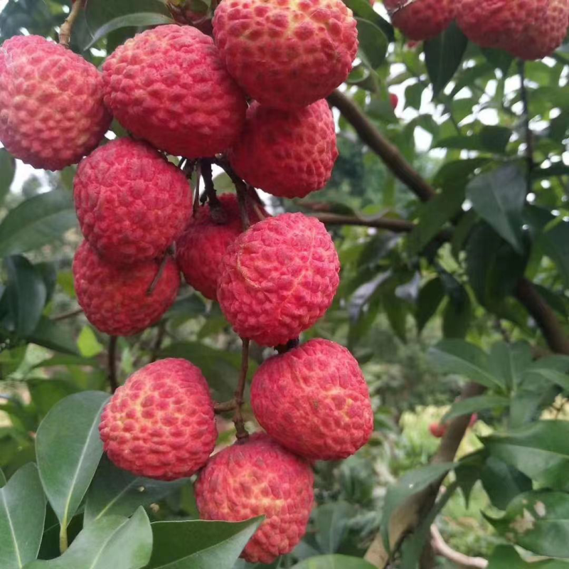【荔枝】四川合江荔枝大量上市鲜甜多汁欢迎采购