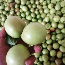 云南油桃，青果已经大量上市