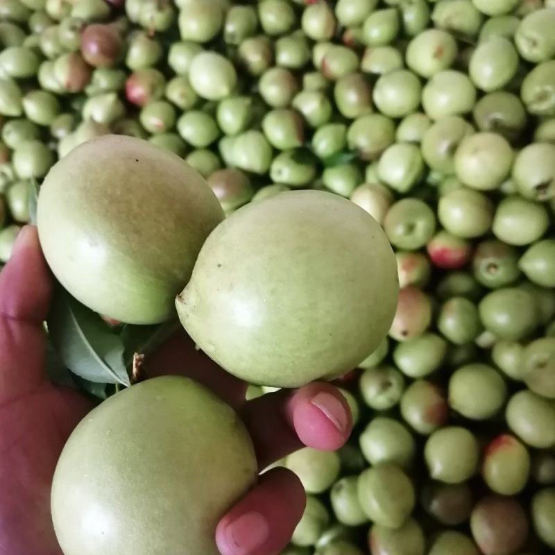 云南油桃，青果已经大量上市