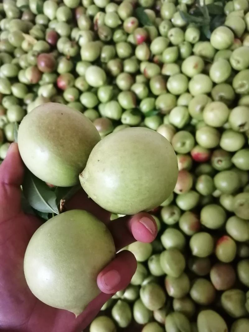 云南油桃，青果已经大量上市