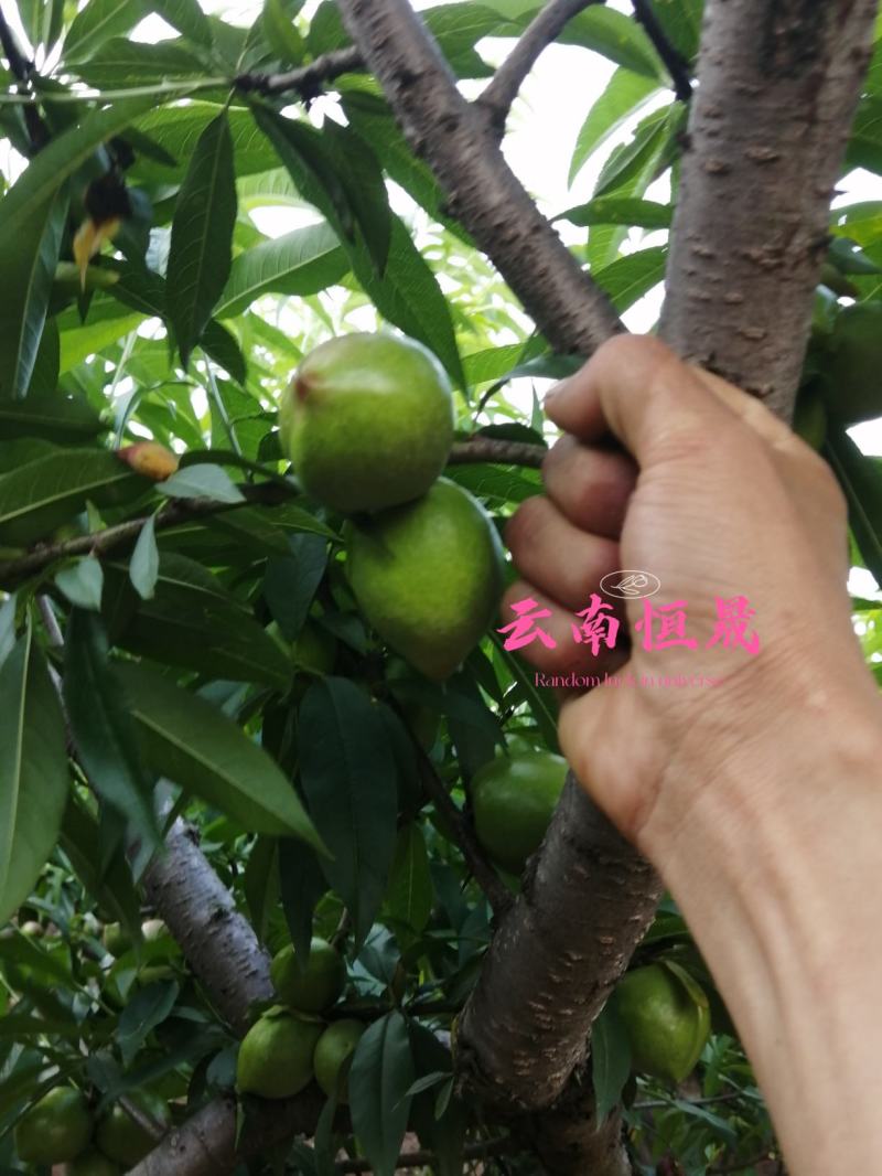云南油桃，青果已经大量上市