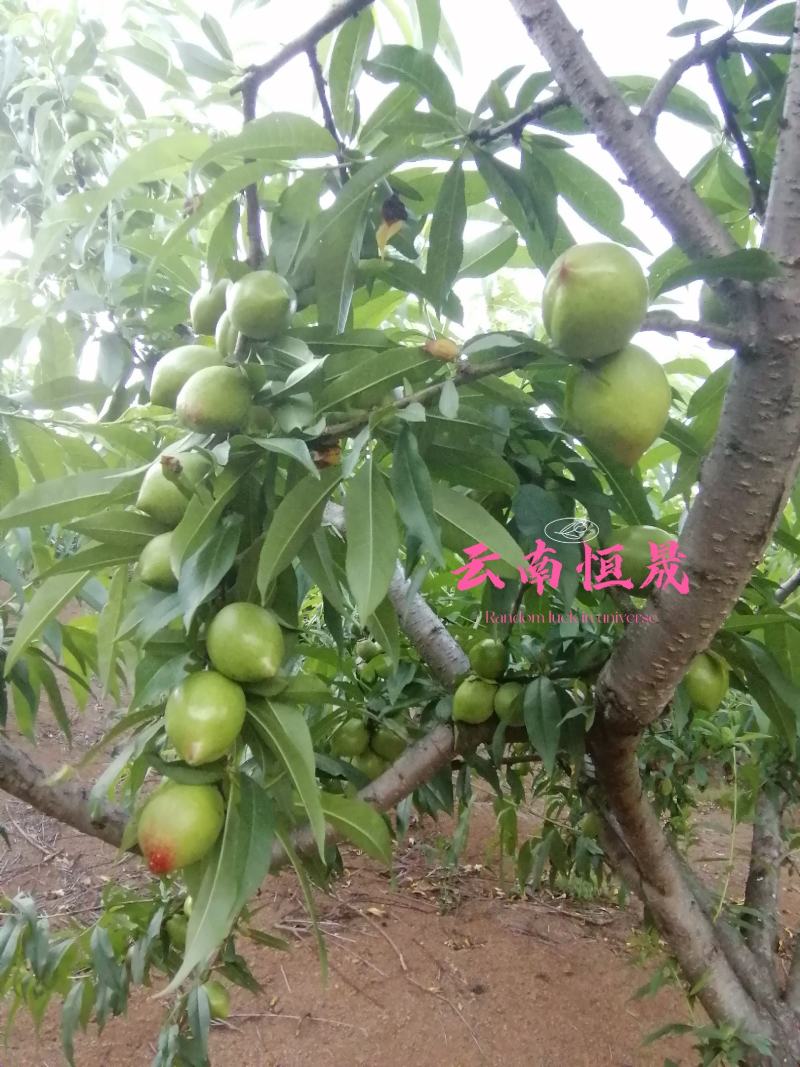 云南油桃，青果已经大量上市