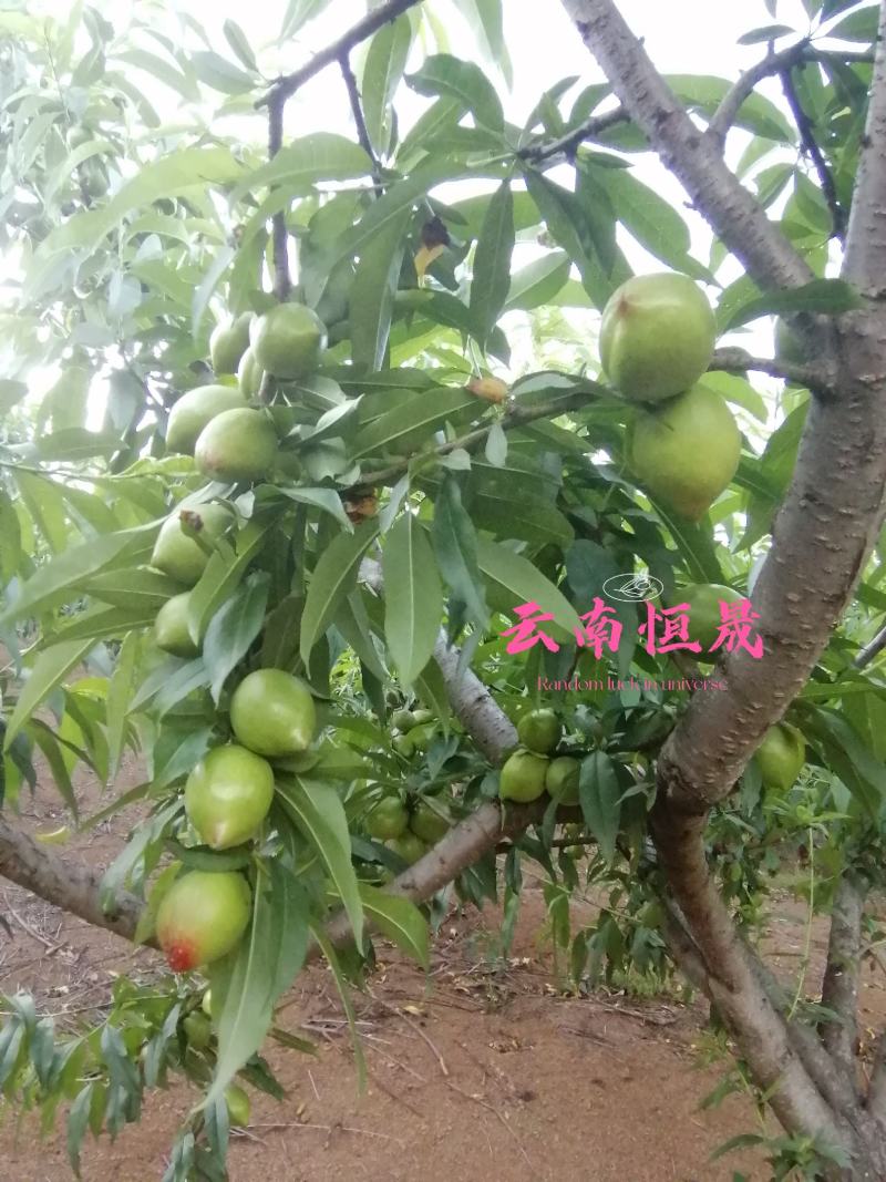 云南油桃，青果已经大量上市