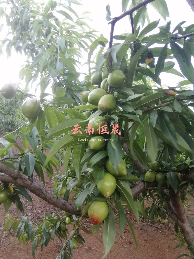 云南油桃，青果已经大量上市