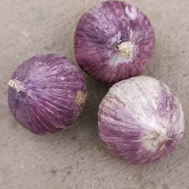 独头蒜促销2026年云南大理弥渡独头蒜，新蒜上市