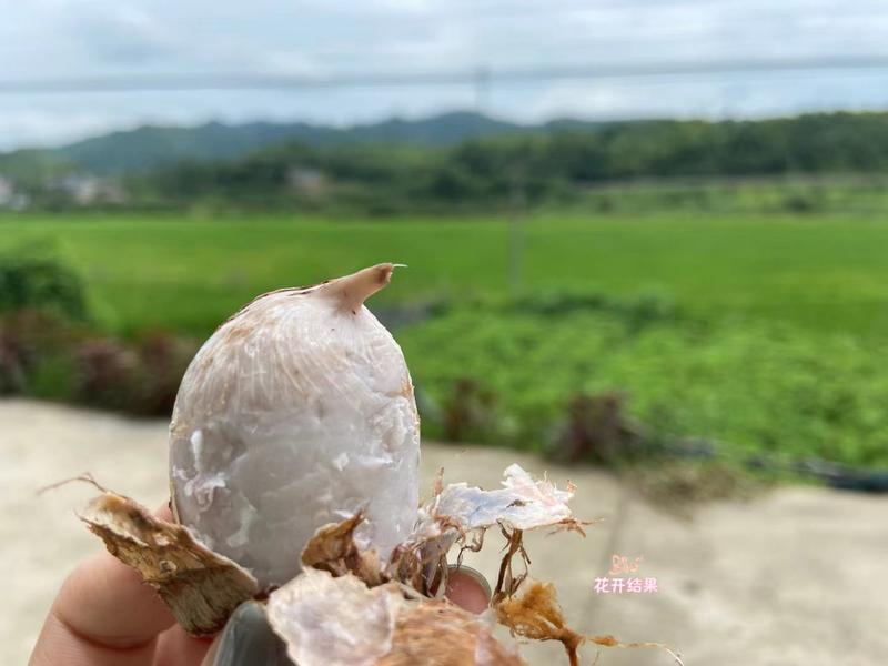 铅山县红芽芋