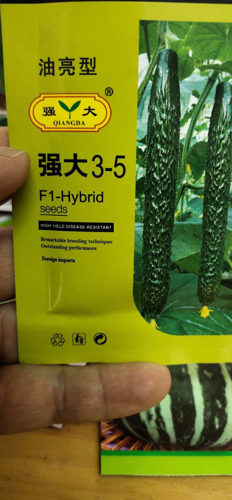 黄瓜种子瓜码密、把短、条直、密刺、瓜色深绿