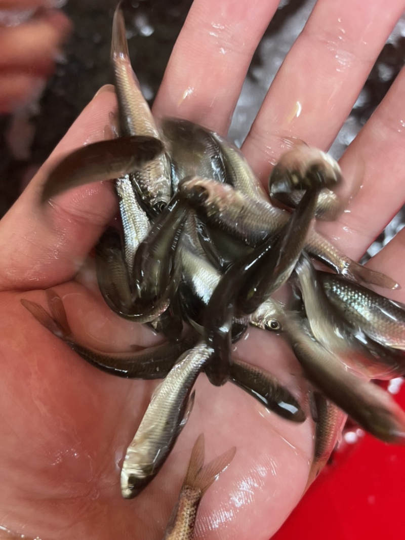 《鱼苗直销》优质土鲮鱼苗苗场量大优惠质量保证