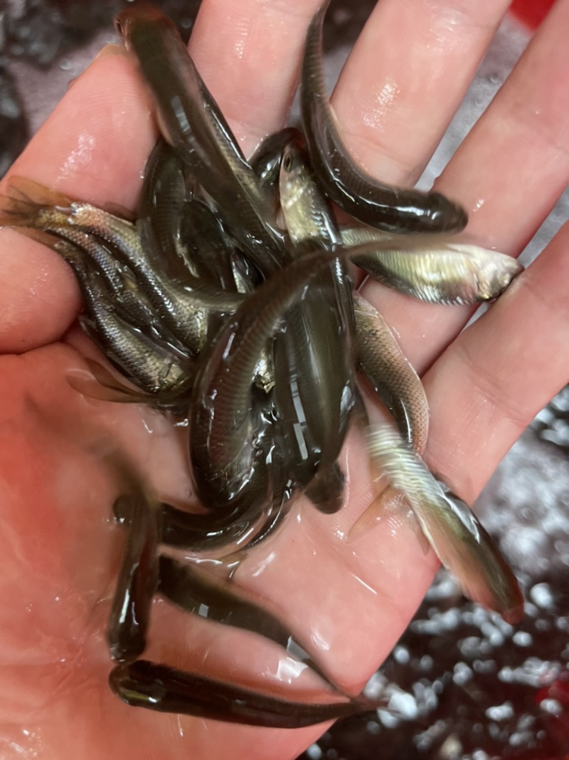 《鱼苗直销》优质土鲮鱼苗苗场量大优惠质量保证
