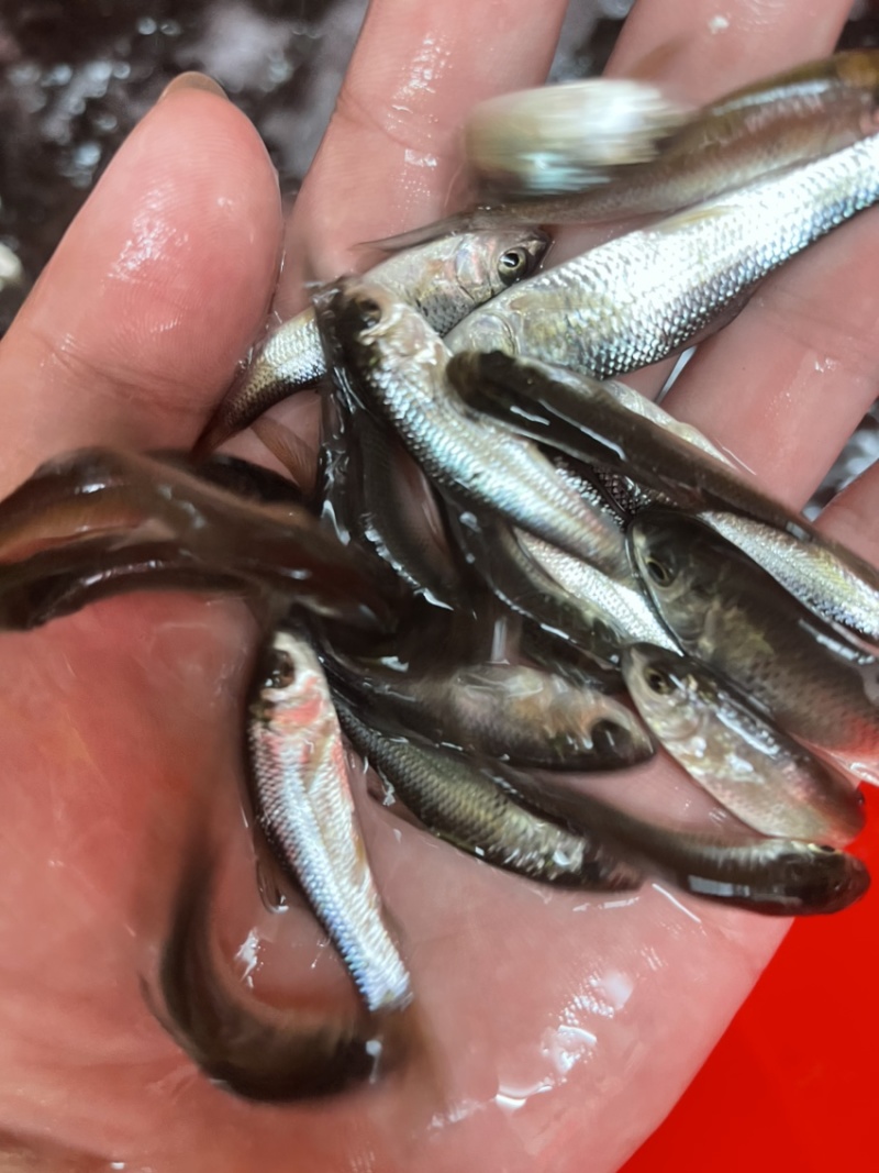 《鱼苗直销》优质土鲮鱼苗苗场量大优惠质量保证