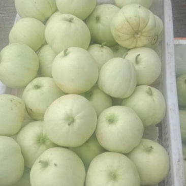 香瓜，限量500斤每天