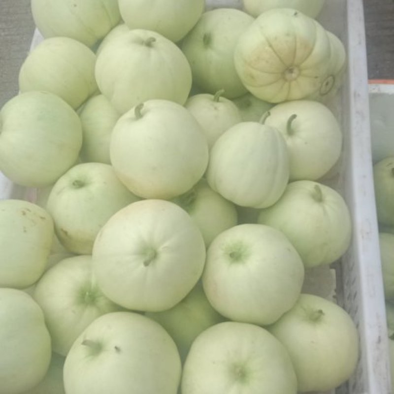 香瓜，限量500斤每天