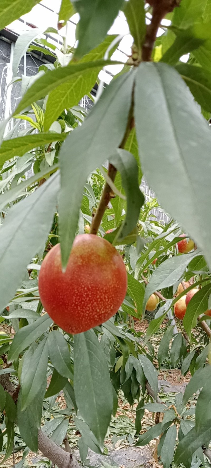 大棚油桃大量上市