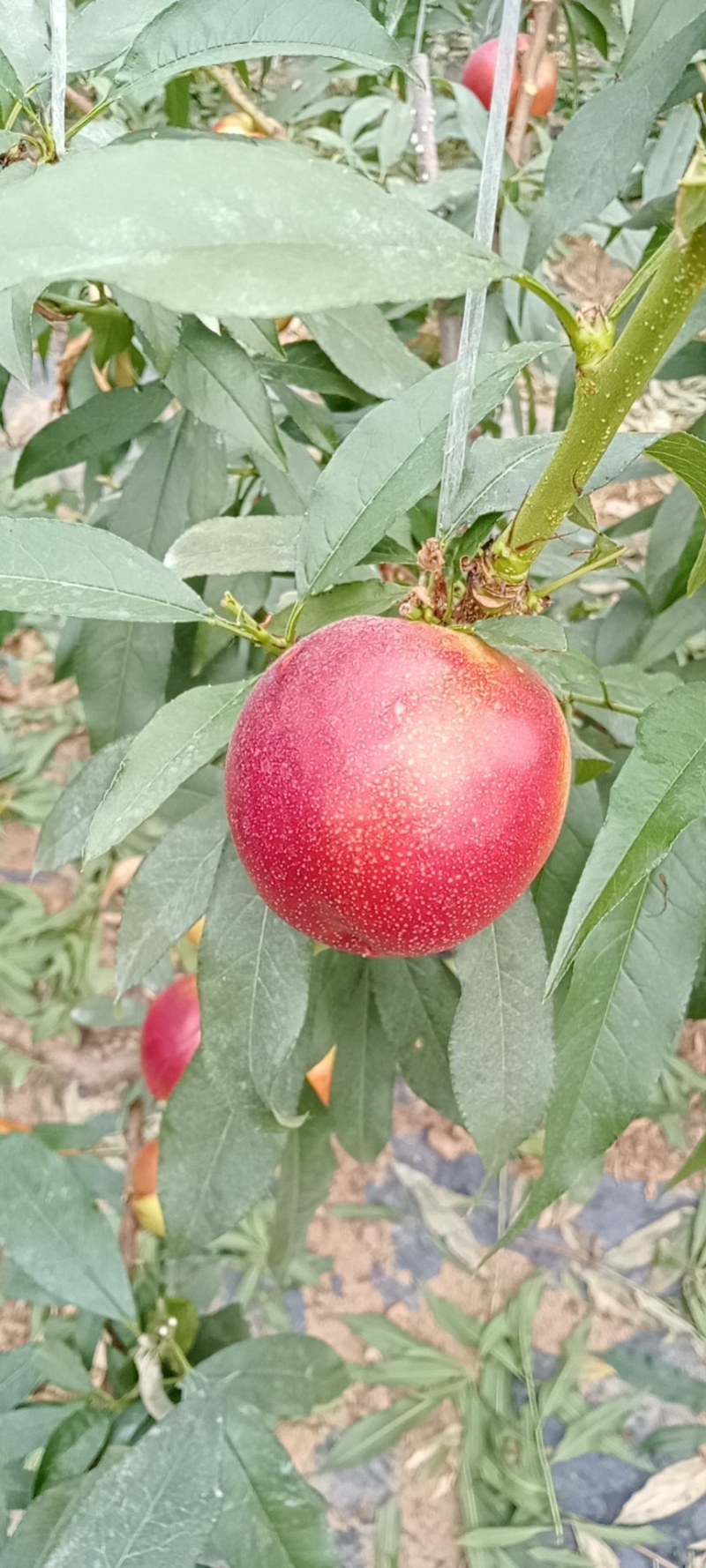 大棚油桃大量上市